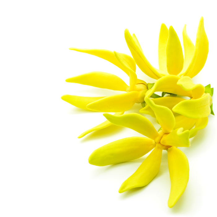 Óleo de Ylang Ylang e Sua Versatilidade, por Rosângela Lampert. Blog Grandha.