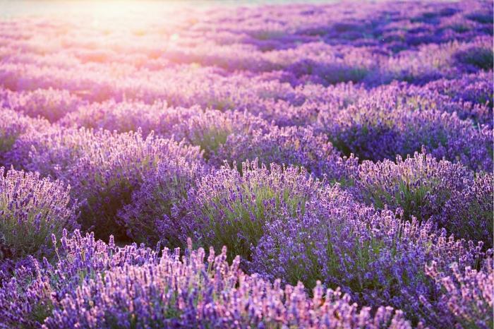 Óleos essenciais para crianças contra cólica, insônia e hiperatividade. Óleo essencial de lavanda é muito eficiente.