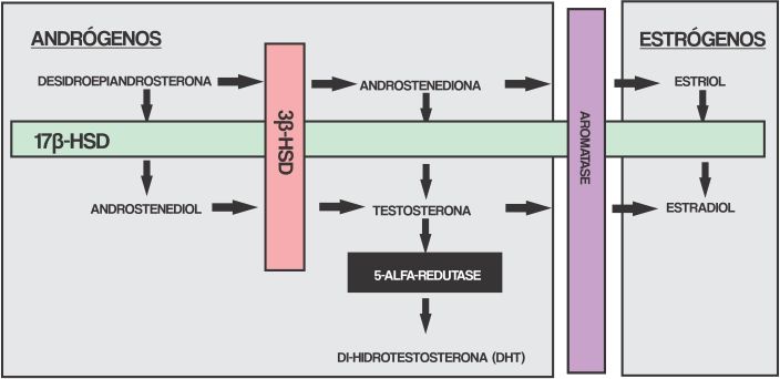 Tabela de biossíntese androgênica.