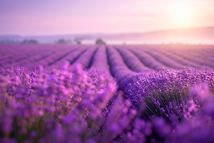 Campo de lavanda em plena floração, com fileiras de flores roxas alinhadas sob luz suave do entardecer, criando um cenário natural e sereno.
