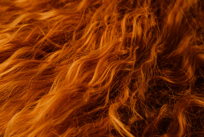 Cabelos fragilizados: o que pode estar por trás disso? 1 Close de fios de cabelo em tom acobreado, com textura ondulada e aspecto iluminado em destaque.